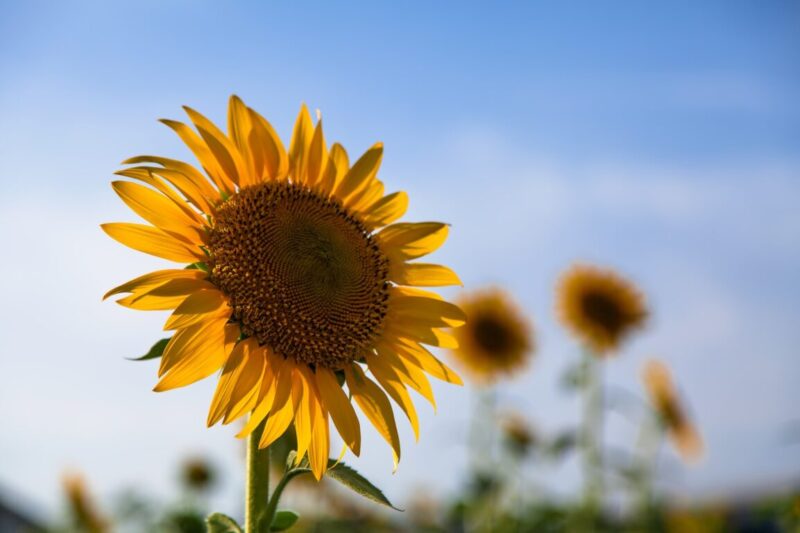 ひまわり 落花生の名前の由来 万年平社員が勇者を目指すブログ